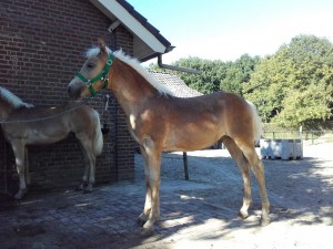 stel voor Australië Methode Te koop | Haflinger