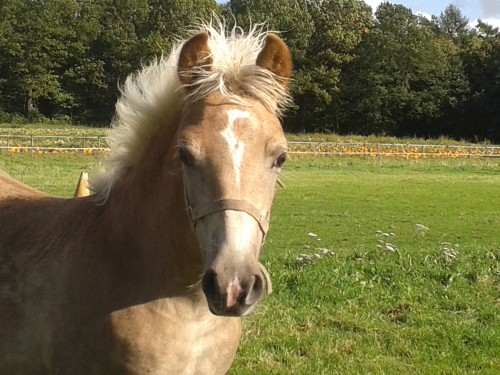 Forensische geneeskunde Gelijkwaardig Ontvanger Te koop | Haflinger